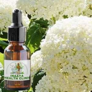 Hydrangea Liquid Extract 30ml